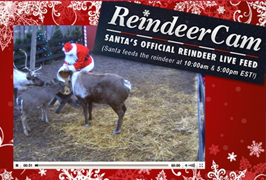 Reindeer Cam FREE Live Camera Feed of Santas Reindeer
