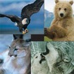Free Wildlife Postcard Set, Decal or Button from Sierra Club