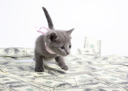 kitten money