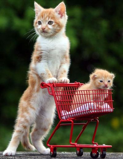 cat-cart-funny