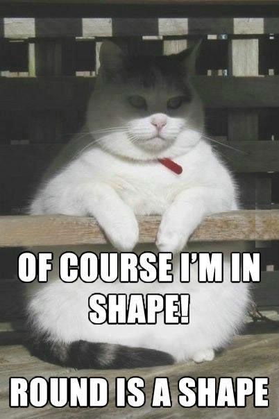 Grumpy-Cat-Is-In-Shape-----A-Round-Shape
